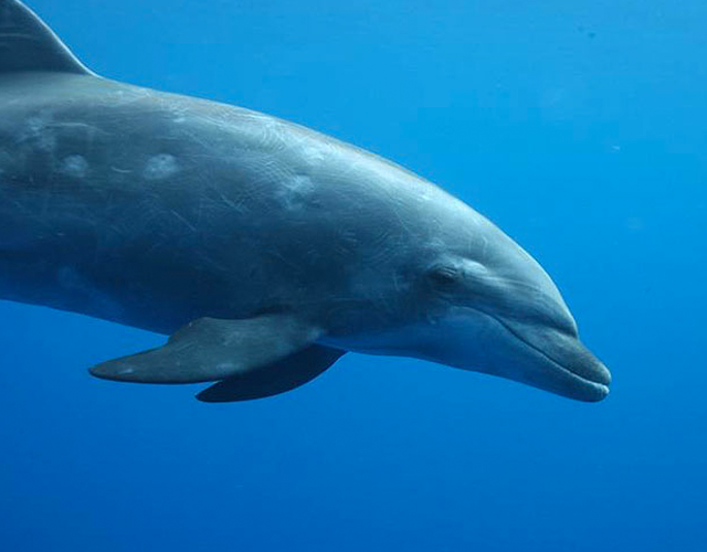 Bottlenose Dolphin