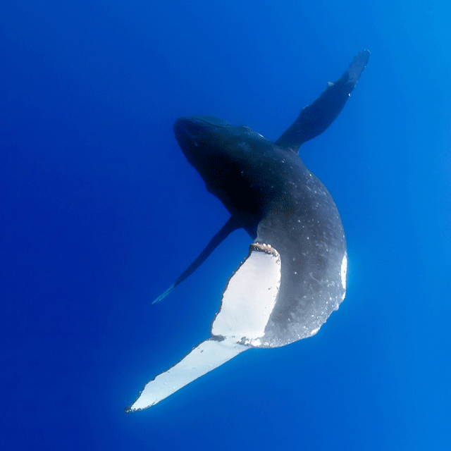 Humpback Whale doing Ballet